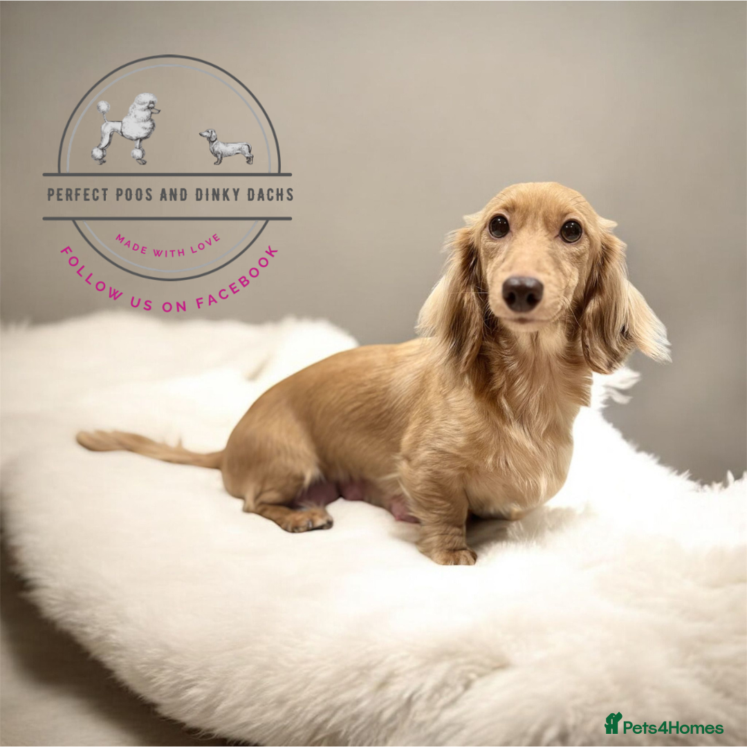 Miniature Dachshund dogs for sale: KC Registered Cream Long Hair Miniature Dachshunds - Advert 9