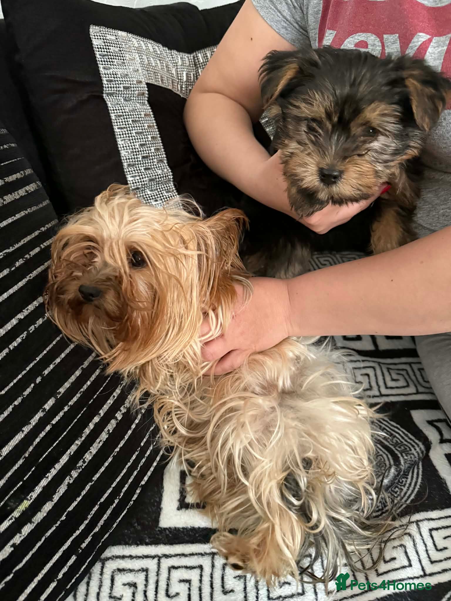 Yorkshire Terrier dogs Mini Yorkshire Terrier - Advert 2