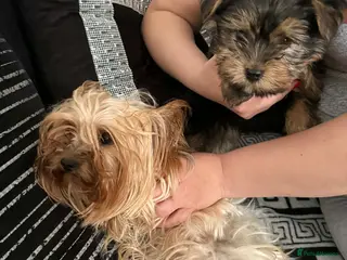 Yorkshire Terrier dogs Mini Yorkshire Terrier - Advert 2