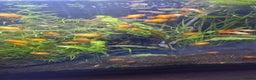 Live Bearers fish for sale: Platties  and Guppies  - Advert 2