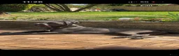Cane Corso dogs for sale: Grand champion bloodline Cane Corso puppies  - Advert 1