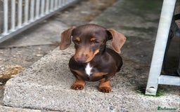 Miniature Dachshund dogs for sale: Choc/Tan 5* licenced breeder Miniature  Dachounds in Catterick Garrison - Image 2