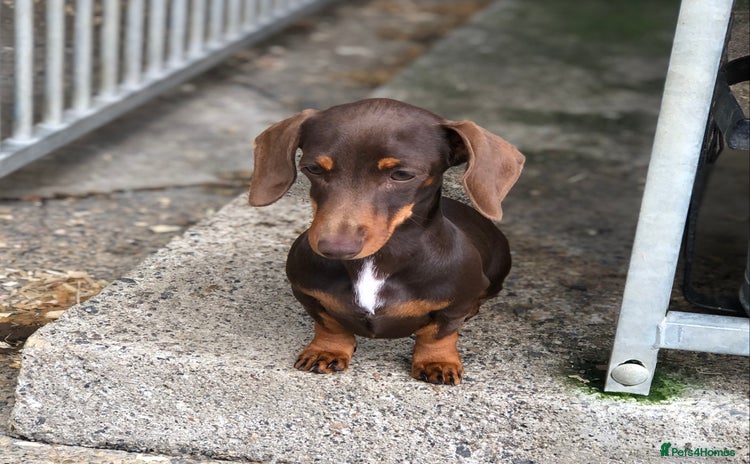 Miniature Dachshund dogs in Catterick Garrison - Advert 4