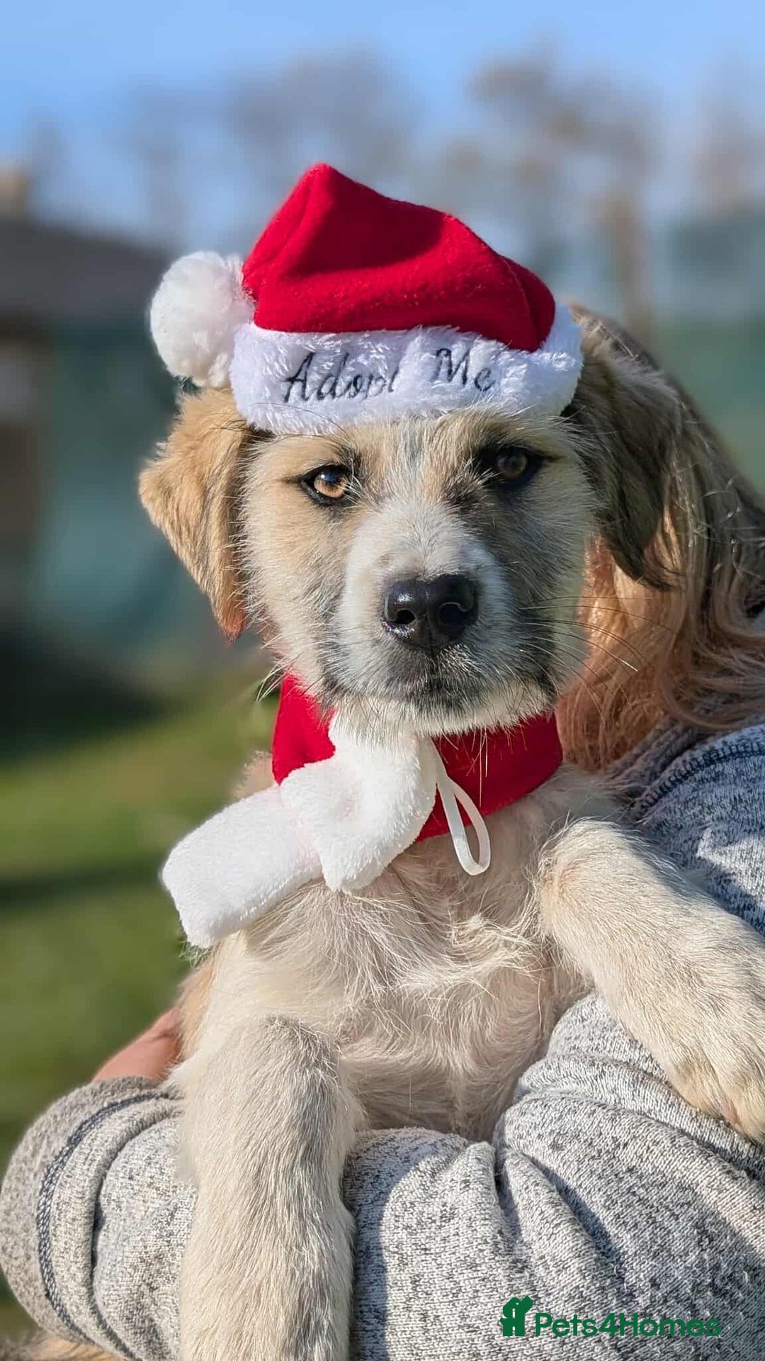 Mixed Breed dogs for adoption: Can Boo be your beau?  - Advert 3