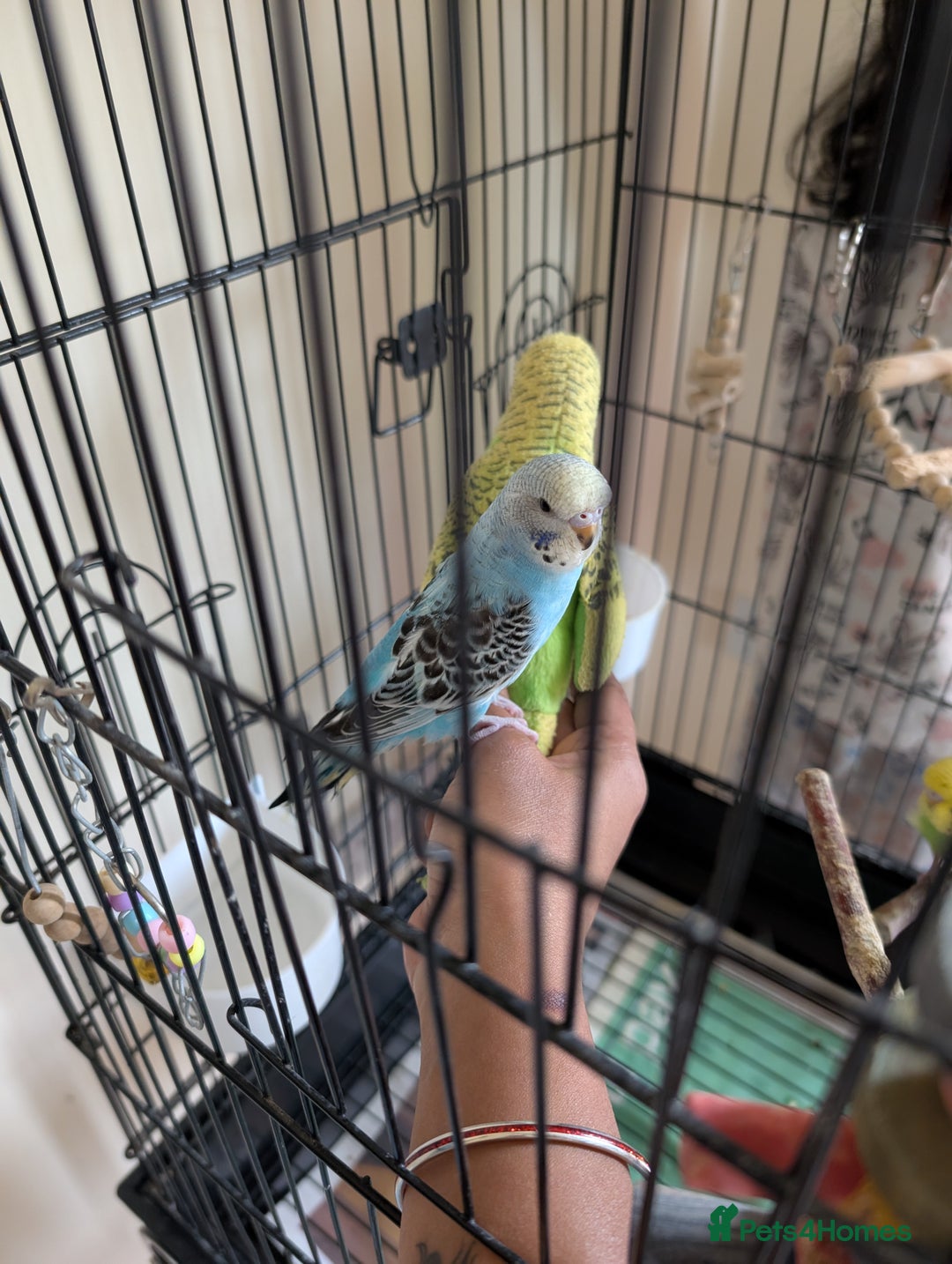 Budgerigars birds for sale: Parakeets  - Advert 2