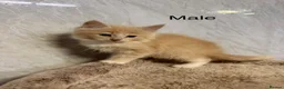 Mixed Breed cats for sale: Half ragdoll/half Maine coon kittens - Advert 12