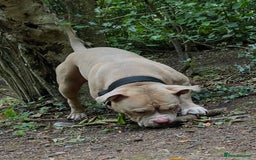 American Bully dogs for stud: American pocket bully  - Image 2
