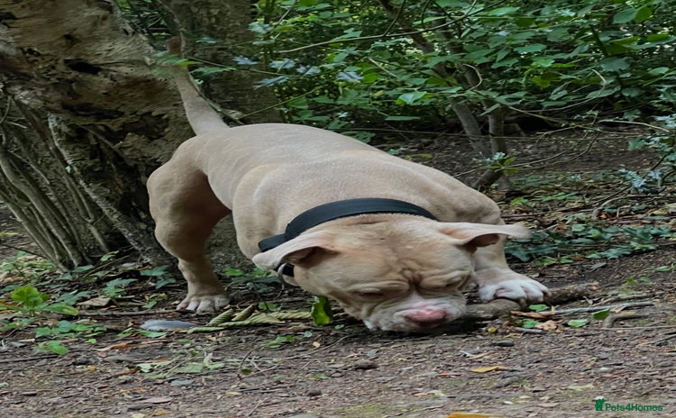 American Bully dogs - Advert 3