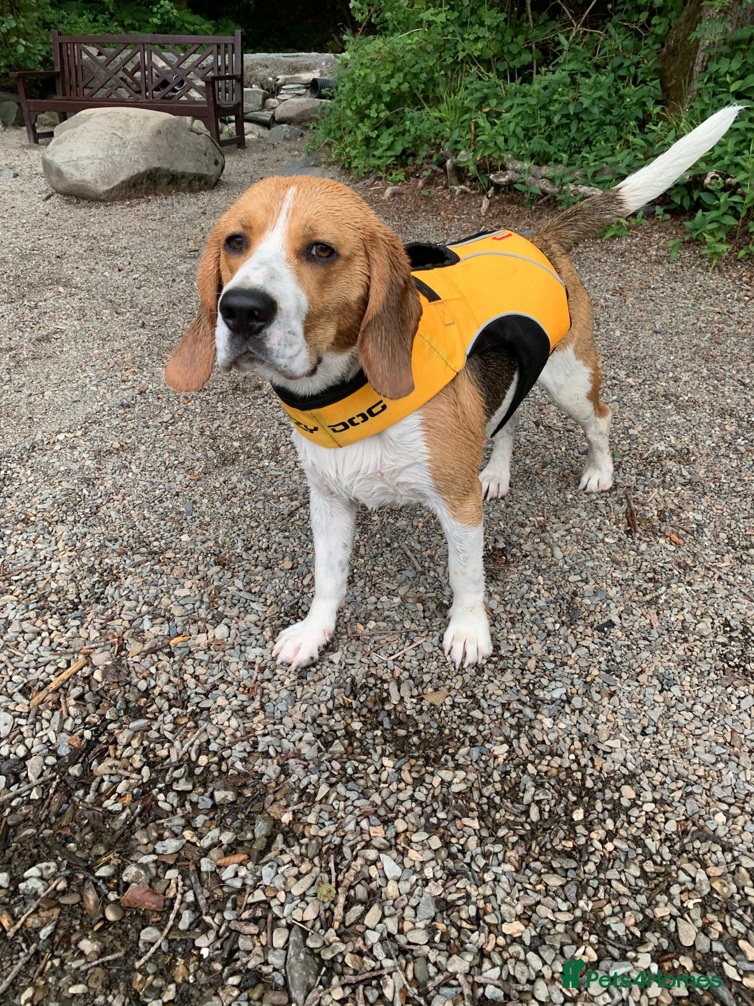Beagle dogs for stud: Ragnar (KC STUD) in Liverpool - Image 2