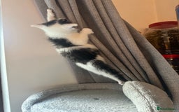 Mixed Breed cats for sale: Adorable Playful Happy Mixed breed kittens - Image 17