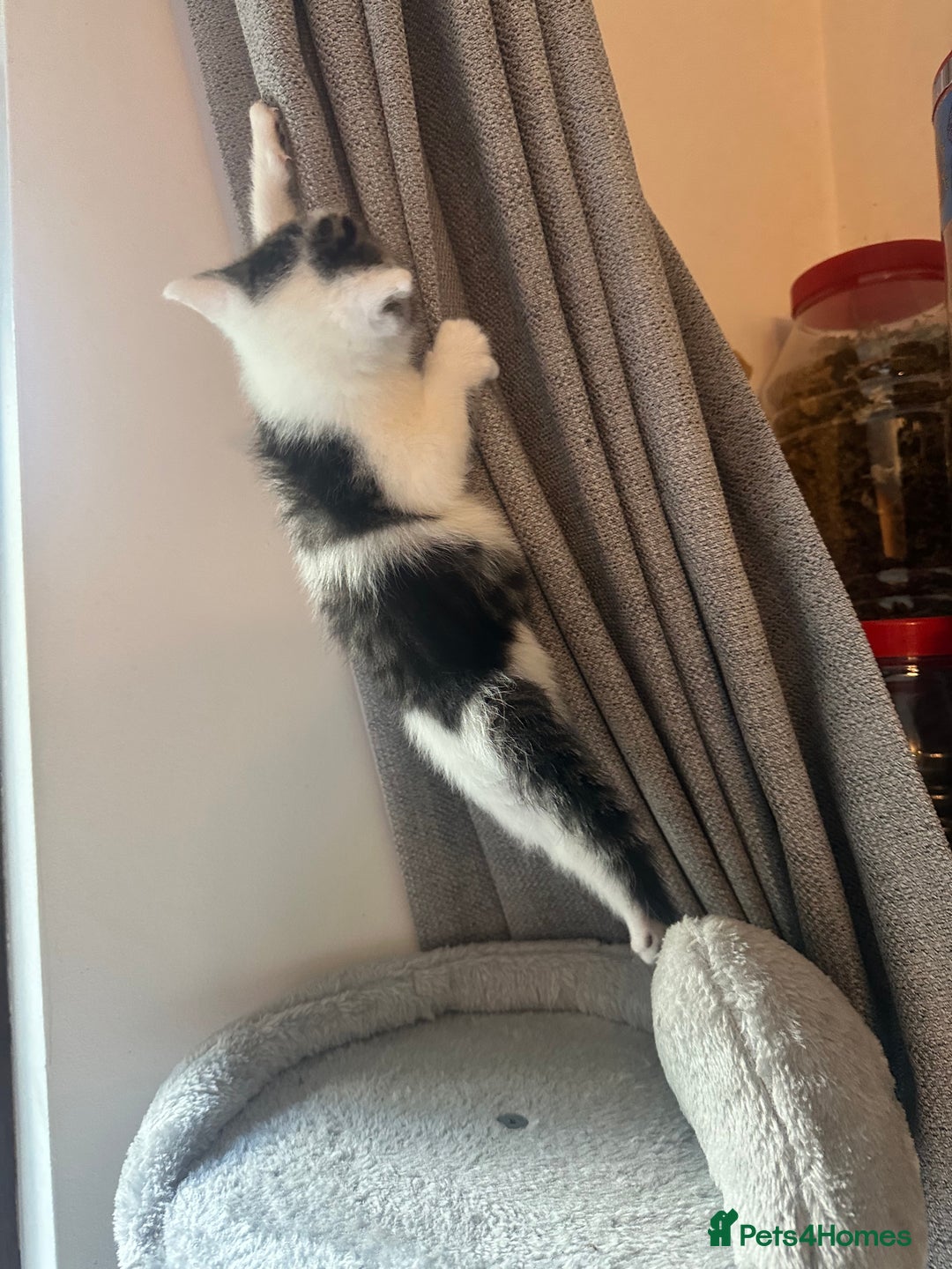 Mixed Breed cats for sale: Adorable Playful Happy Mixed breed kittens - Image 17