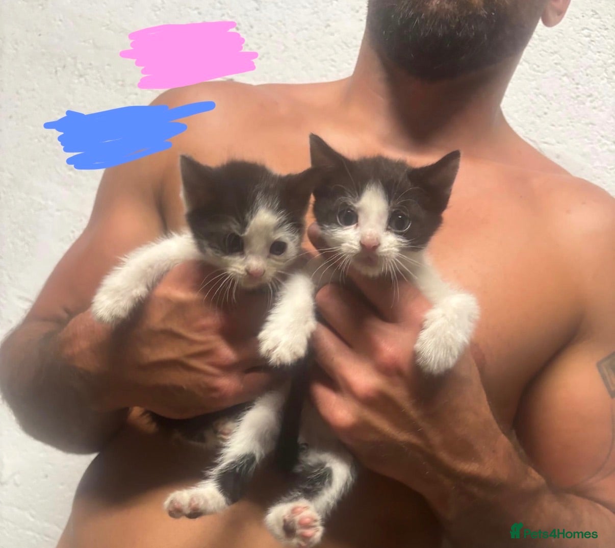 Mixed Breed cats kittens for sale telford  - Advert 1
