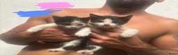 Mixed Breed cats for sale: kittens for sale telford  in Telford - Advert 1