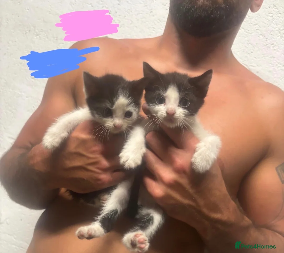 Mixed Breed cats for sale: kittens for sale telford  in Telford - Advert 1