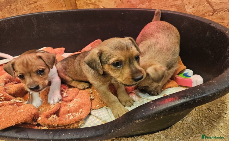 Mixed Breed dogs - Advert 4
