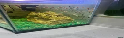 Plecos fish for sale: Baby plecos  in Tredegar - Advert 1