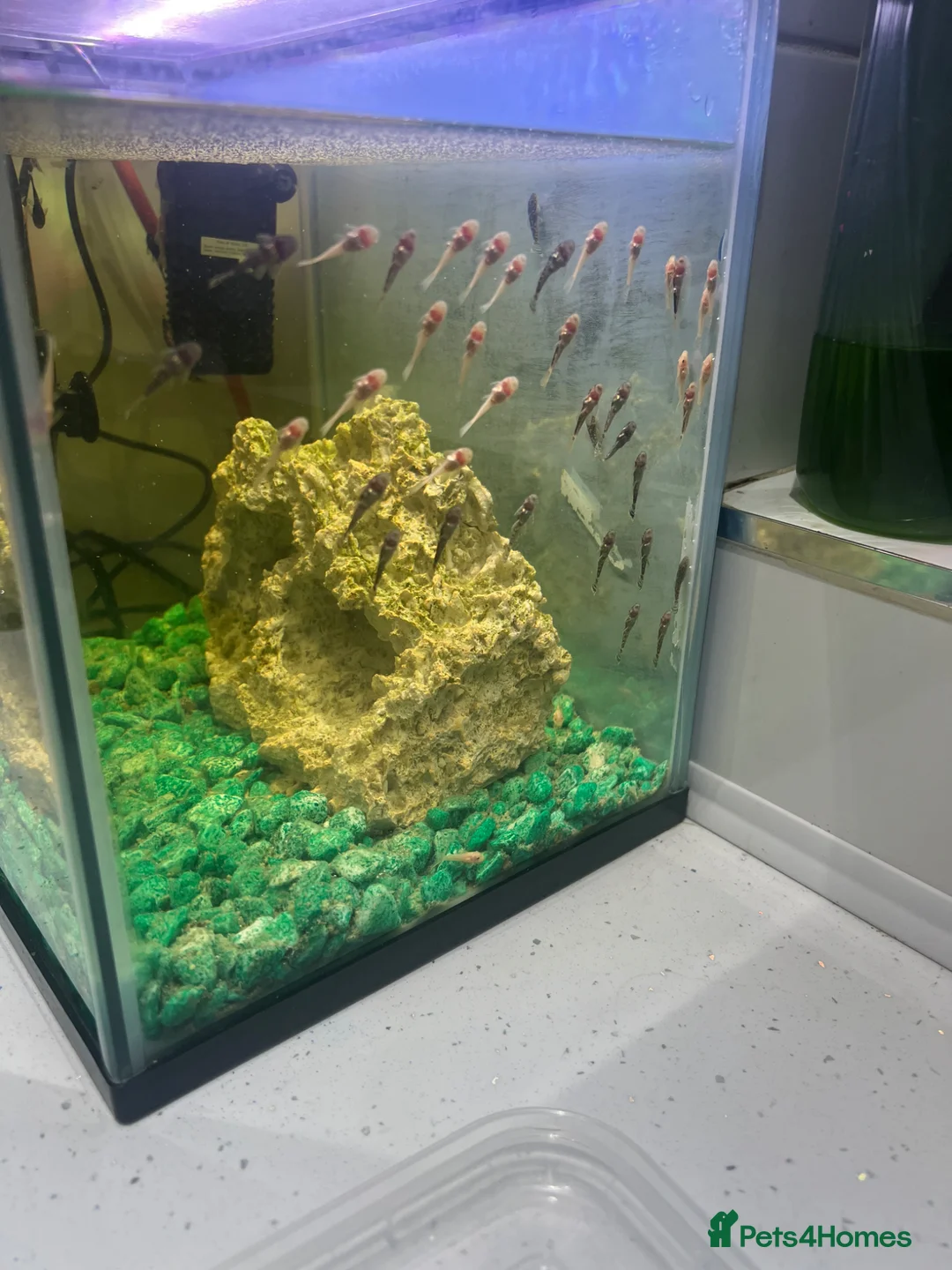 Plecos fish for sale: Baby plecos  in Tredegar - Advert 1