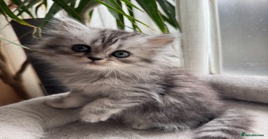 Persian cats - Advert 1