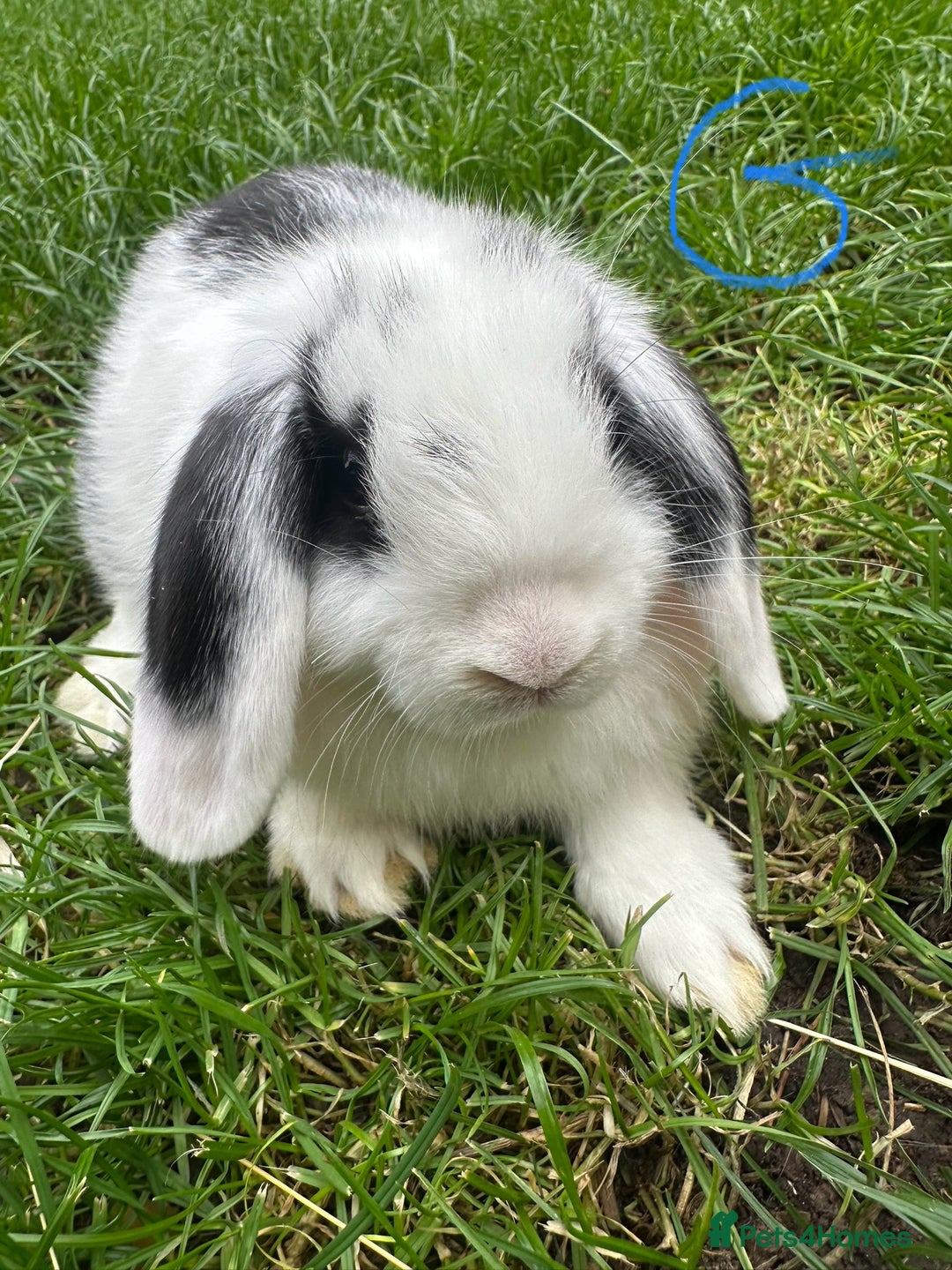 Mini Lop rabbits for sale: Mini Lop Rabbits For Sale  - Image 9