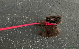 Biewer Terrier dogs for sale: Biewer terrier pups  - Image 7