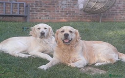 Golden Retriever dogs for sale: 🐾 Golden Retriever Puppies – Ready in December 🐾 - Image 12