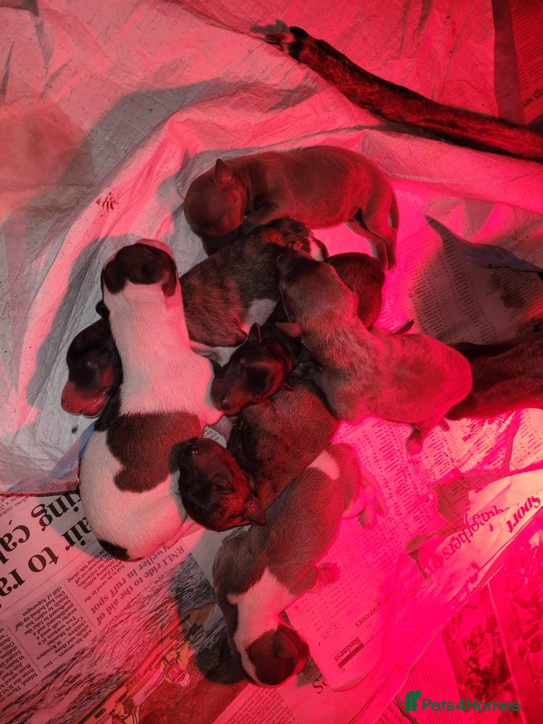Whippet dogs for sale: Whippet pups  - Image 35