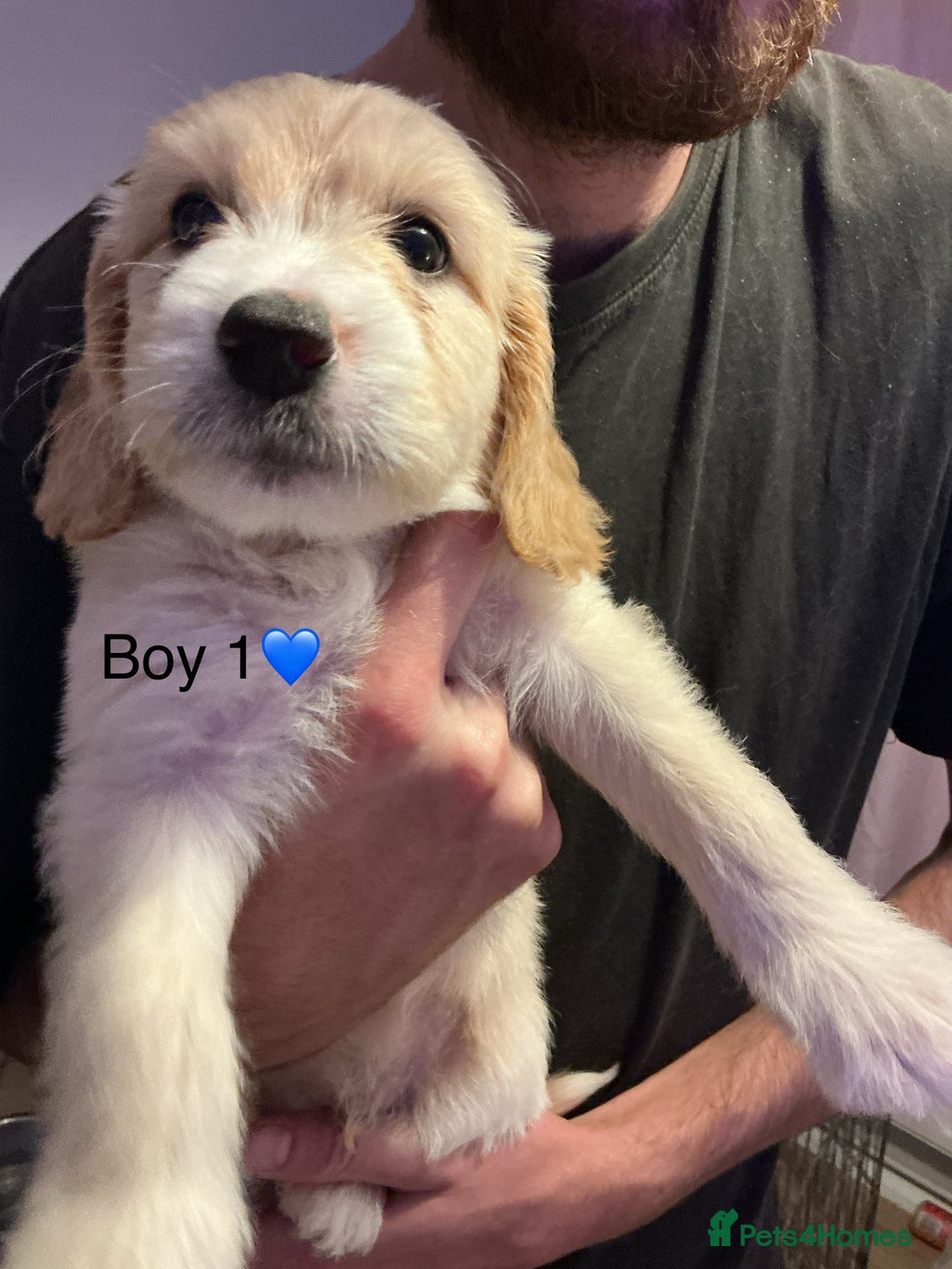 Mixed Breed dogs for sale: Beautiful chunky golden retriever x cockapoos  - Image 3