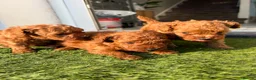 Toy Poodle dogs for sale: Red toy poodle 1 boy one girl puppies  - Advert 2