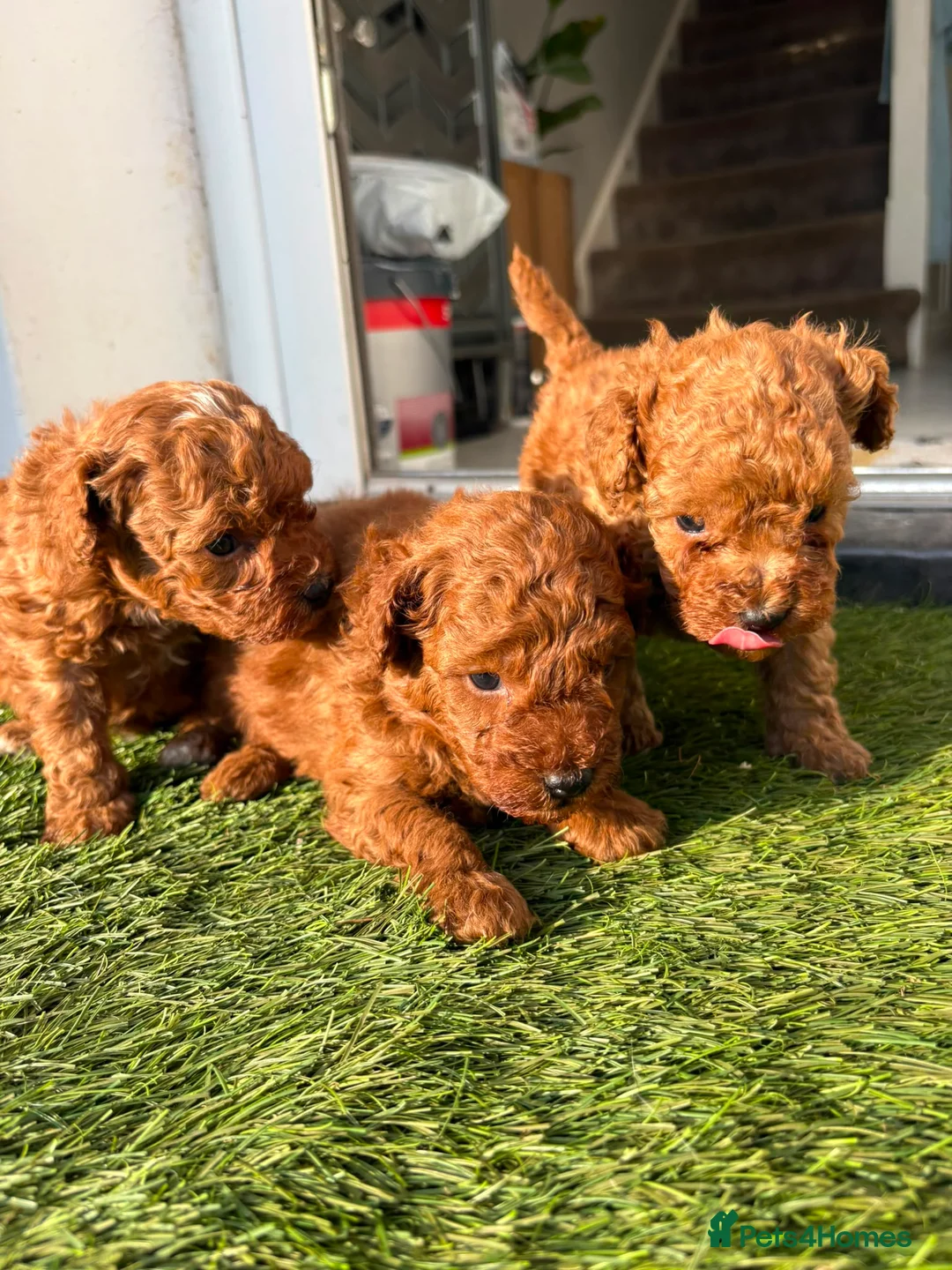 Toy Poodle dogs for sale: Red toy poodle 1 boy one girl puppies  - Advert 2