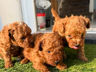 Toy Poodle dogs Red toy poodle 1 boy puppy - Advert 2