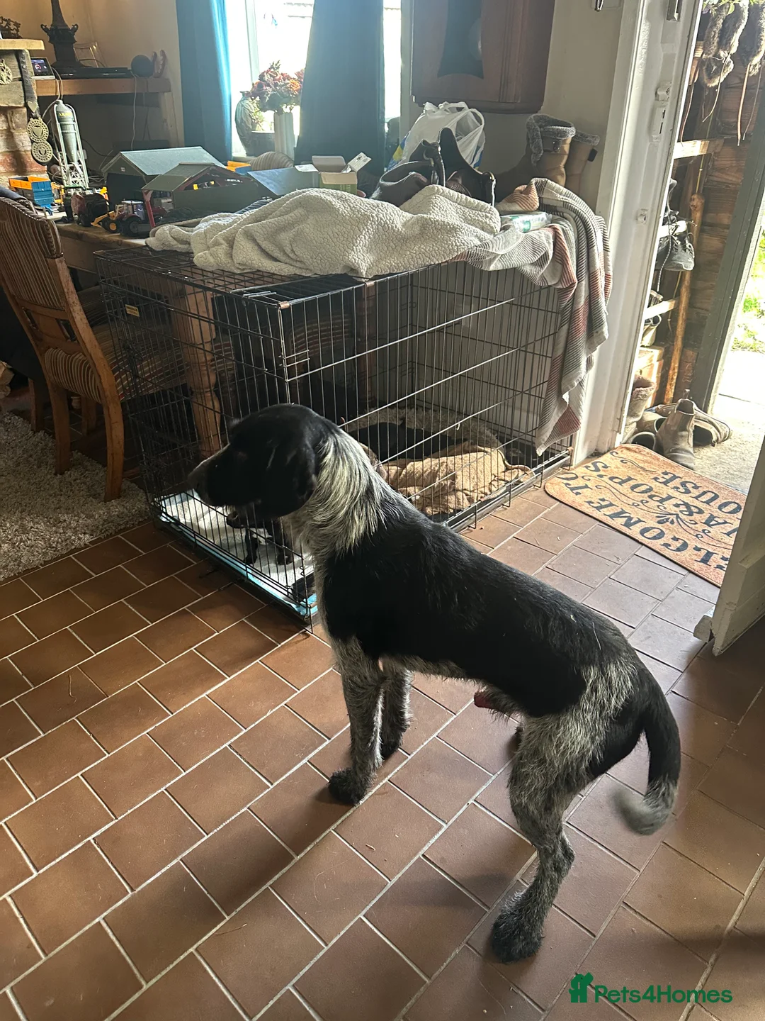 Mixed Breed dogs for sale: Frenchie x pointer  - Advert 5