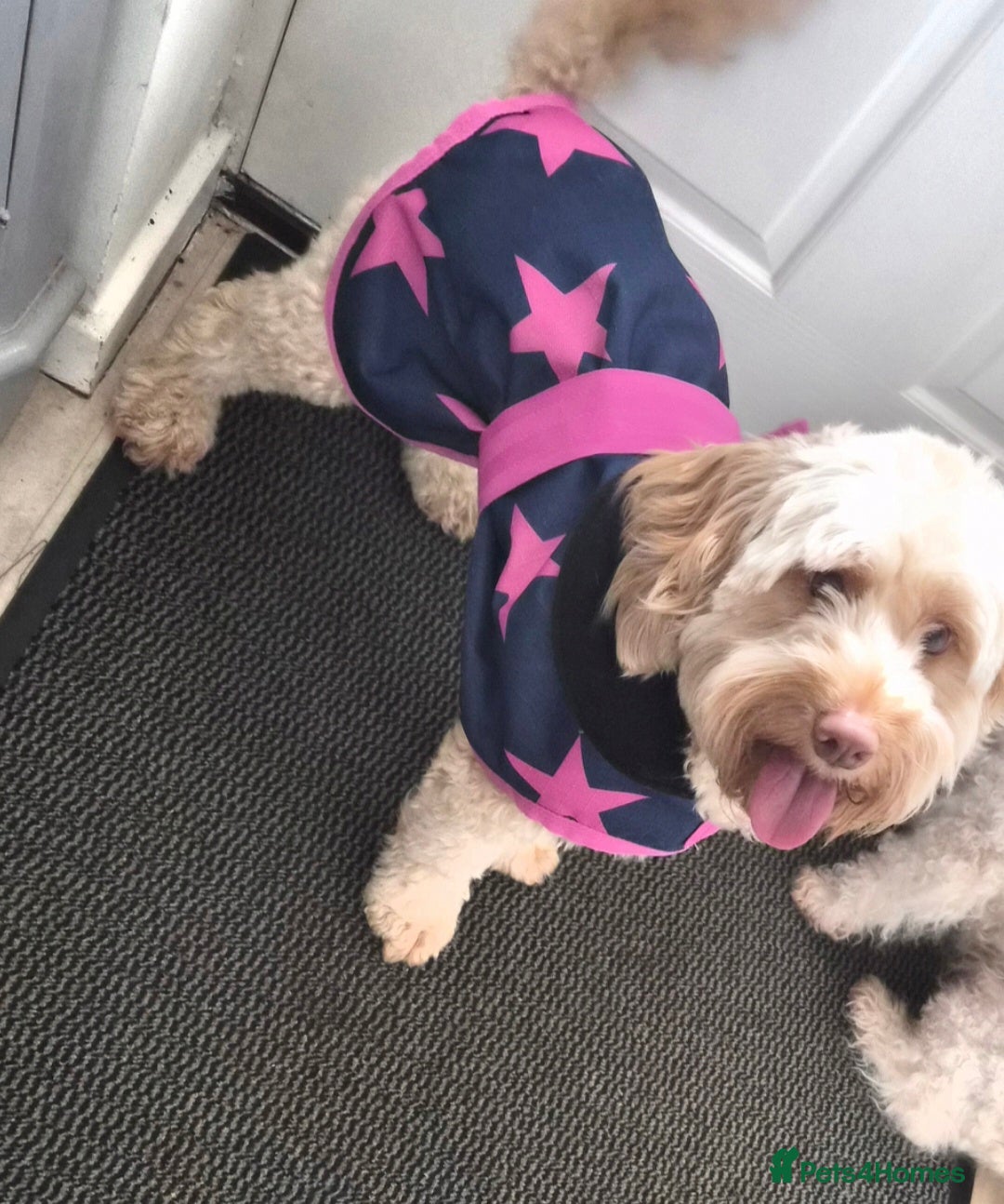 Cockapoo dogs Cockapoo (Peggy)  - Advert 14