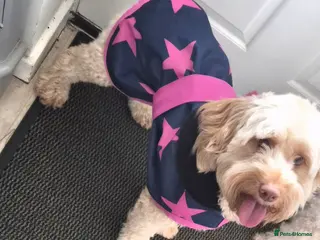 Cockapoo dogs Cockapoo (Peggy) - Advert 14