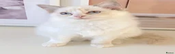 Ragdoll cats for sale: INDOOR GCCF REG CHOCOLATE LILAC RAGDOLL KITTENS - Advert 20