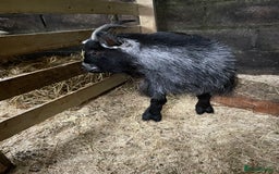 Goats livestock for sale: 2 year old wether  - Advert 3
