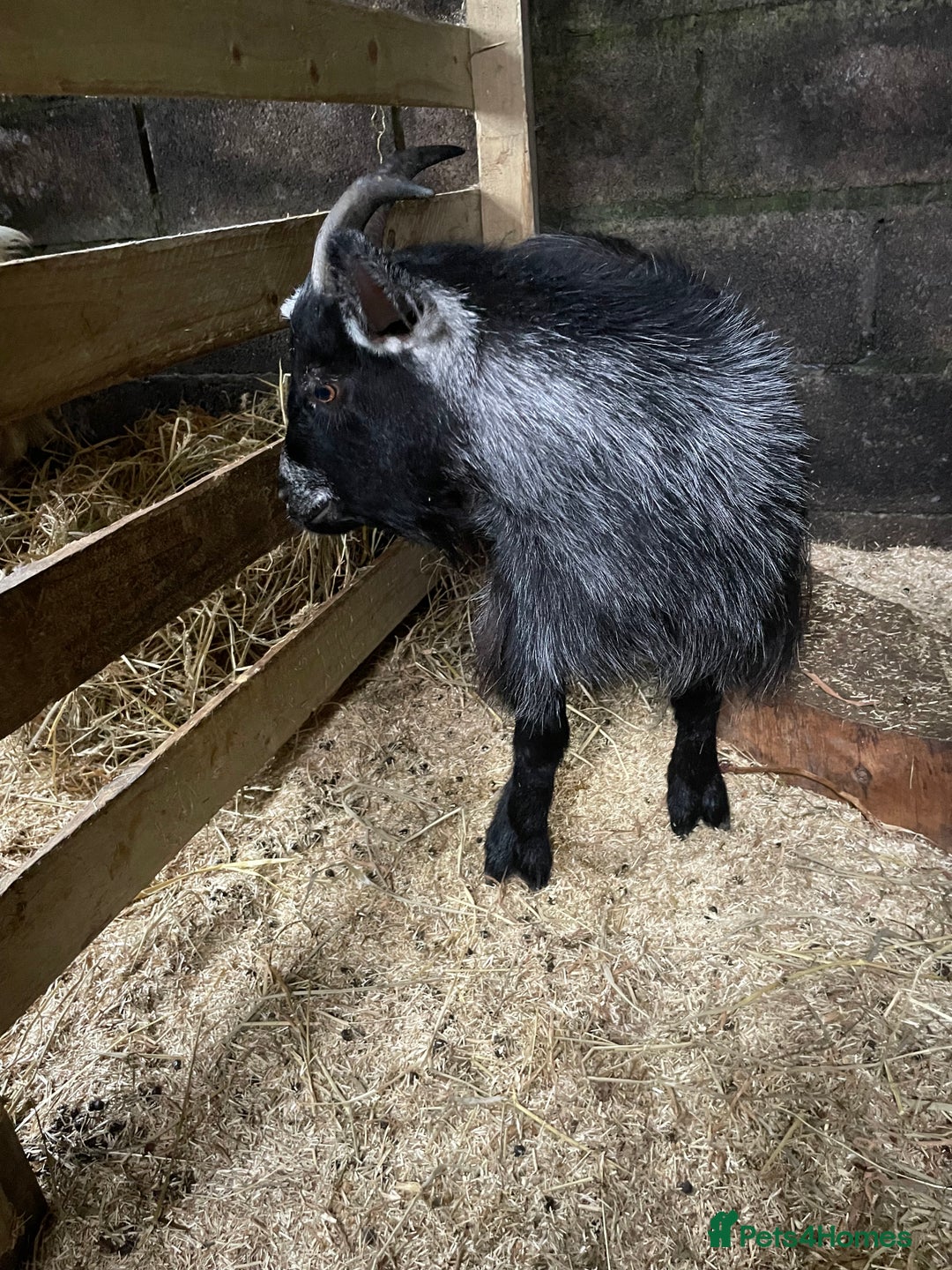 Goats livestock for sale: 2 year old wether  - Advert 3