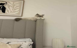 Persian cats for sale: Persian male and female &kittens  - Image 2
