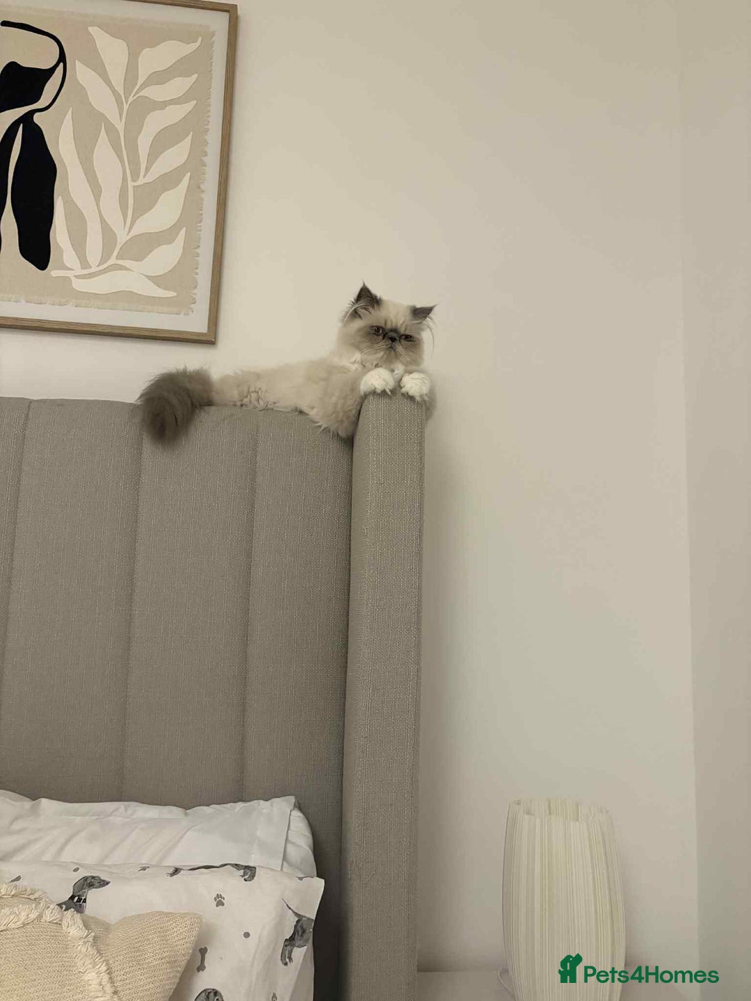 Persian cats for sale: Persian male and female &kittens  - Image 2