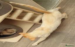 Siamese cats for stud: Flame Point Siamese - Stud Only in Darwen - Image 2
