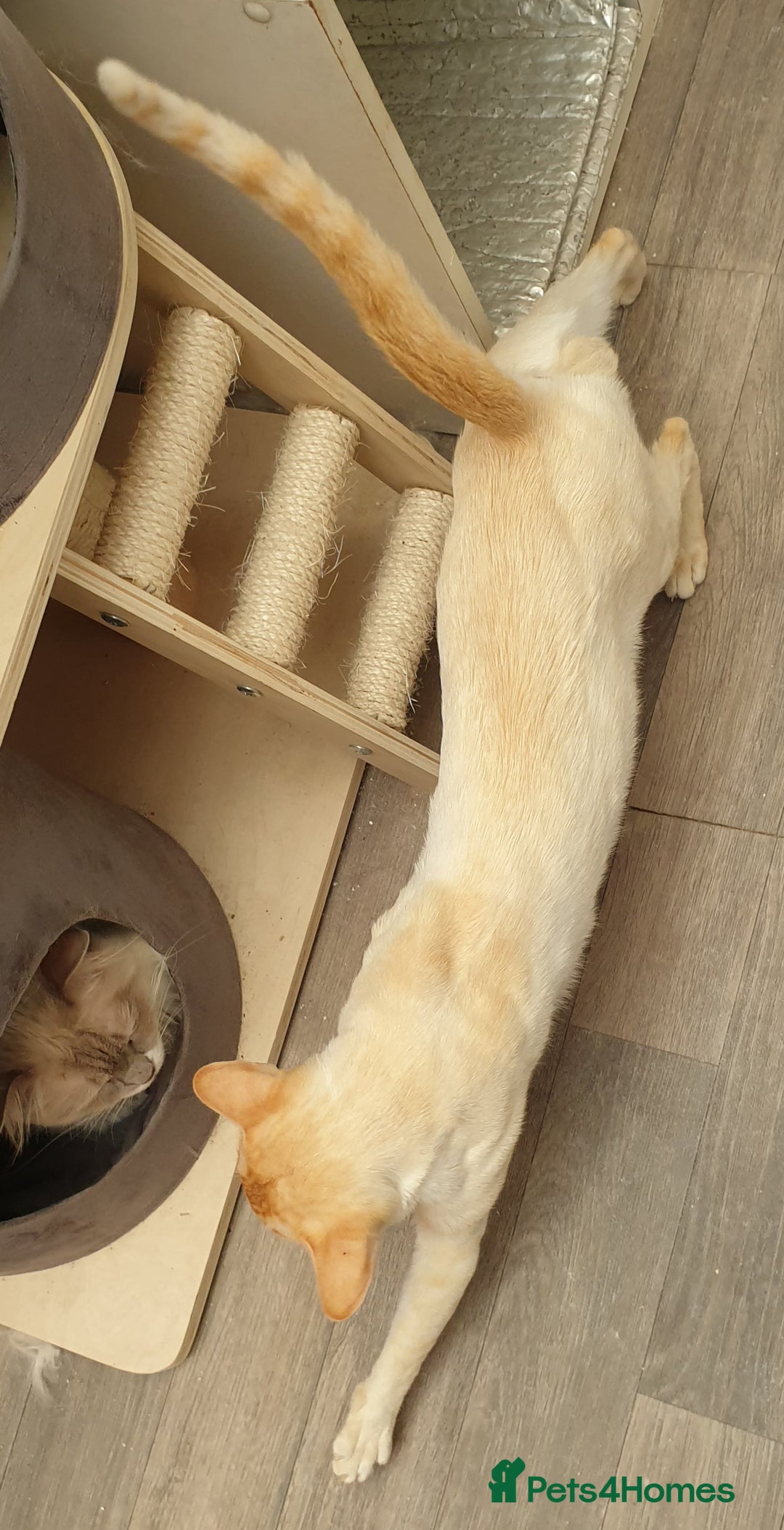 Siamese cats for stud: Flame Point Siamese - Stud Only in Darwen - Image 2
