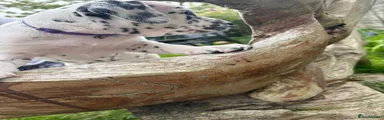 Dalmatian Puppy 7 (Purple Collar)