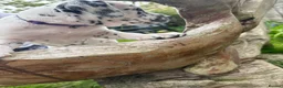 Dalmatian dogs for sale: Dalmatian puppies (5 males and 2 bitches) - Advert 22