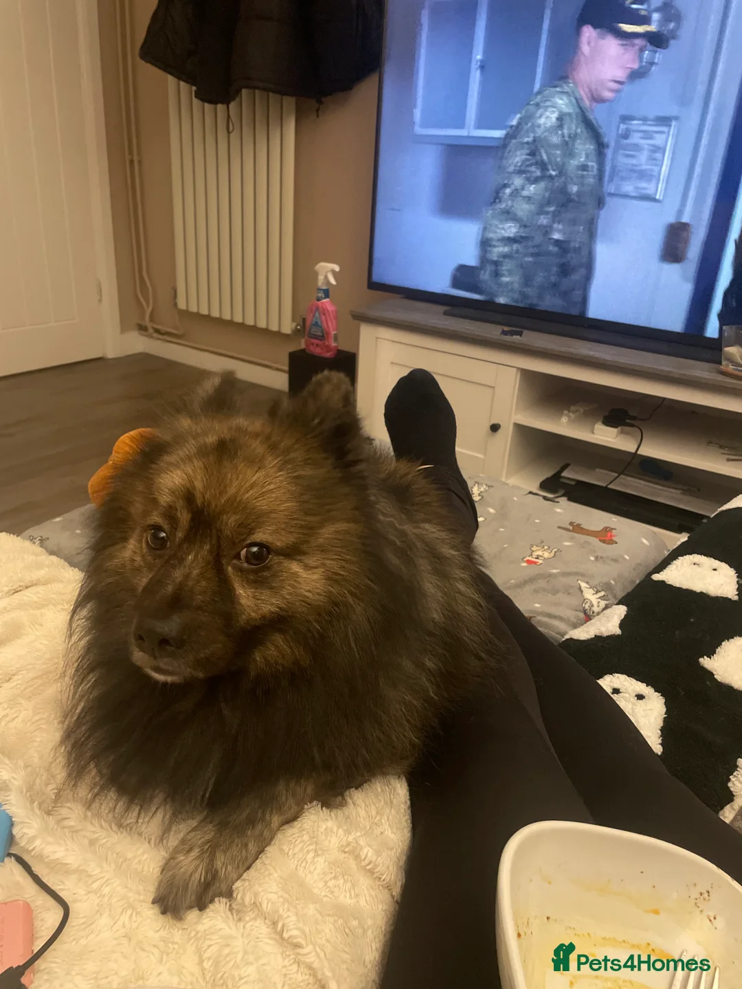 Pomapoo dogs for sale: Wolf sable pomapoo puppies  - Advert 5