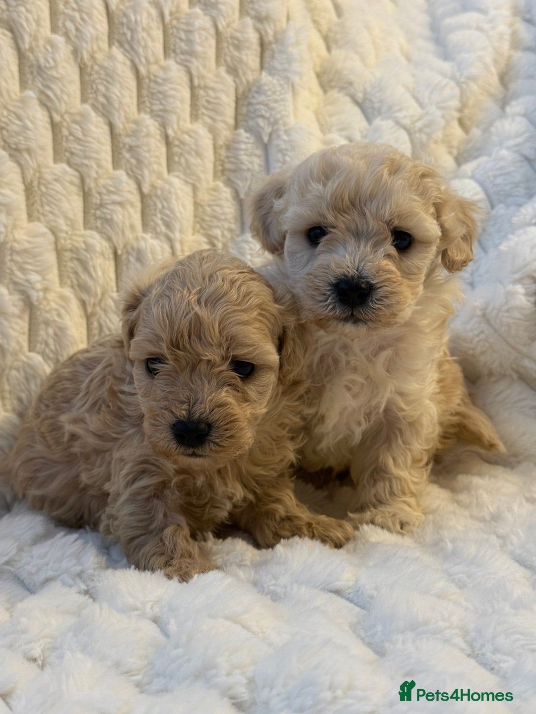 Maltipoo dogs for sale: ❤️MALTIPOO PUPPIES❤️ - Advert 3