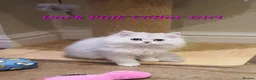 Persian cats for sale: 💖Beautiful Pedigree Chinchilla Persian Kittens.  - Advert 11
