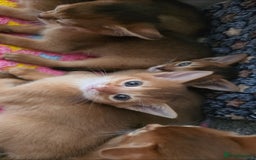 Abyssinian cats for sale: Adorable Abyssinian Kittens - Image 13