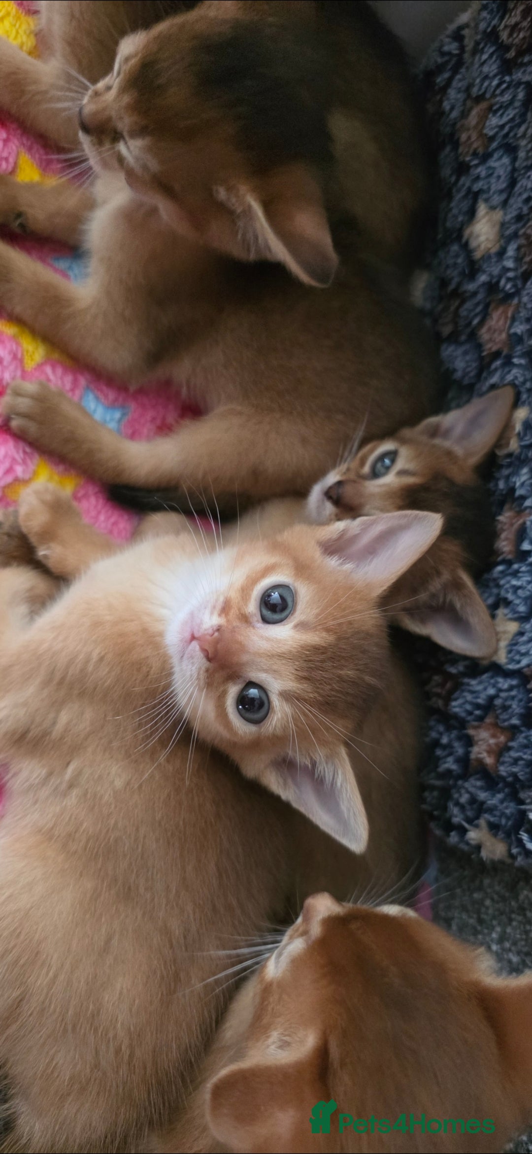 Abyssinian cats for sale: Adorable Abyssinian Kittens - Image 13