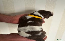 English Springer Spaniel dogs for sale: Gorgeous English Springer Spaniel Puppies - Advert 3