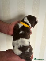 English Springer Spaniel dogs Gorgeous English Springer Spaniel Puppies - Advert 2