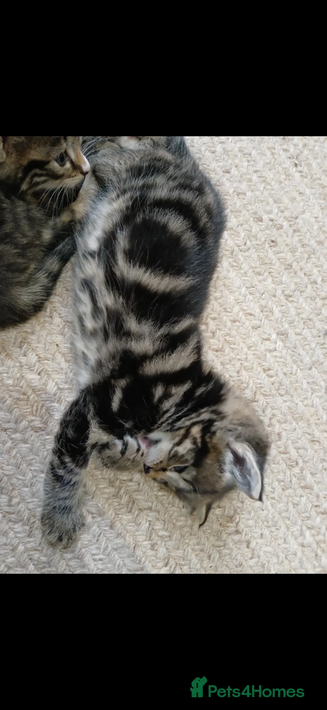 Mixed Breed cats for sale: 4 beautiful Kittens  - Advert 11